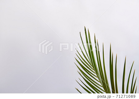 Close-up plant with green sharp leaves. 71271089