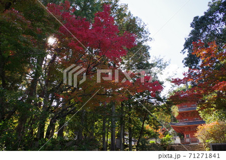秋の宝福寺 71271841