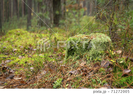 Old stump overgrown with moss in the autumn forest Old stump overgrown with moss in the autumn forest 71272005