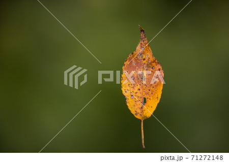 蜘蛛の糸で吊り下がる落葉 71272148