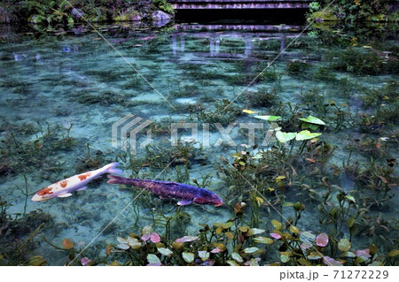 岐阜県　通称モネの池に泳ぐ鯉です 71272229