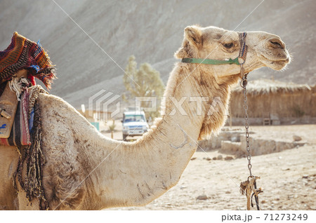Camel ride at desert safari in Egypt. Camels Resting in The Thar Desert 71273249
