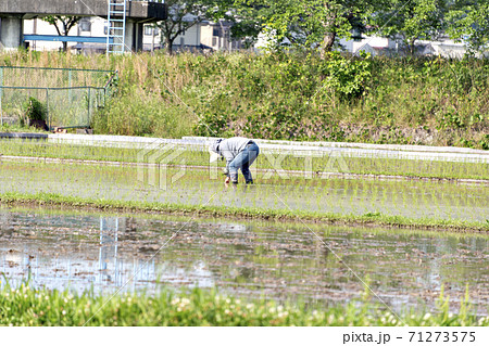 水稲の移植風景(人力での補植) 水稲の移植風景(人力での補植) 71273575