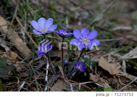 beautiful blue snowdrops in the forest beautiful blue snowdrops in the forest 71273752