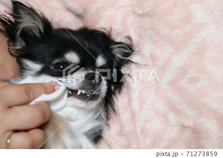 犬用歯みがきシートでお手入れをするチワワ　犬 71273859