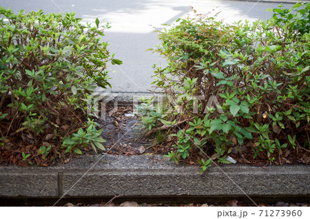 生垣・割れ目・途切れる・獣道・道端 71273960