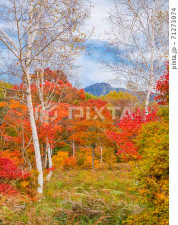 紅葉と白樺の森(縦) 紅葉と白樺の森(縦) 71273974