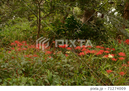 スナップフォト：秋の丸山の森緑地 71274009