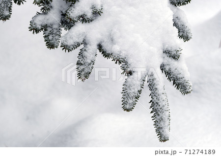 モミの枝に春の雪 モミの枝に春の雪 71274189