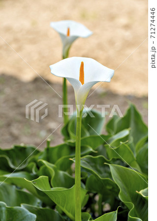 庭で開花したカラー 庭で開花したカラー 71274446