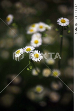 野草 ヒメジョオンの花咲く 野草 ヒメジョオンの花咲く 71274542