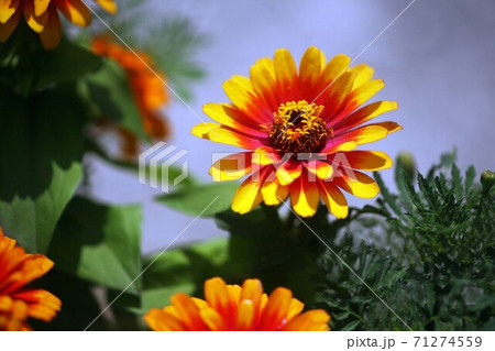 百日草 赤と黄色の花 百日草 赤と黄色の花 71274559