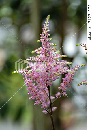 アスチルベの花の写真素材