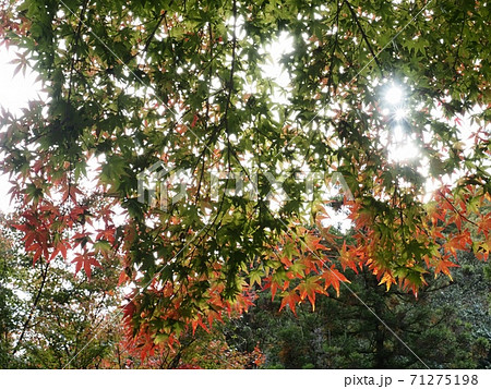 羅漢の里の紅葉　羅漢渓谷の紅葉 71275198