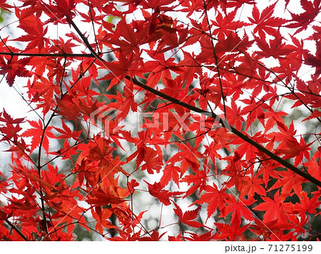 羅漢の里の紅葉 羅漢渓谷の紅葉 羅漢の里の紅葉 羅漢渓谷の紅葉 71275199