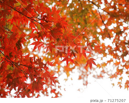 羅漢の里の紅葉　羅漢渓谷の紅葉 71275207