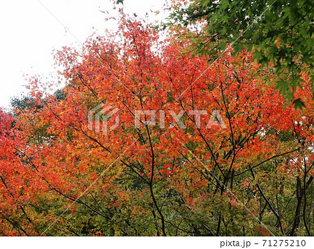 羅漢の里の紅葉 羅漢渓谷の紅葉 羅漢の里の紅葉 羅漢渓谷の紅葉 71275210