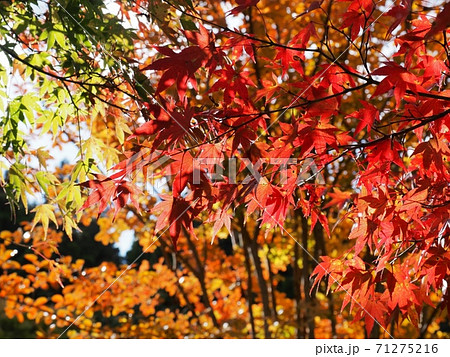 羅漢の里の紅葉　羅漢渓谷の紅葉 71275216