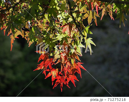 羅漢の里の紅葉　羅漢渓谷の紅葉 71275218
