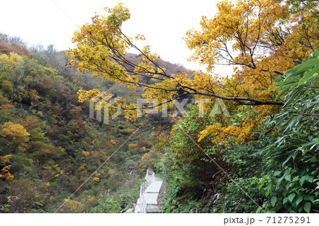 仏御前の滝 遊歩道(福井県 大野市) 仏御前の滝 遊歩道(福井県 大野市) 71275291