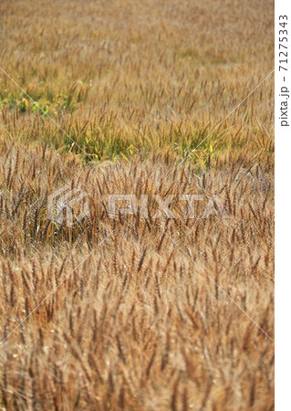 麦の穂 71275343