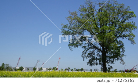 札幌市豊平区月寒八紘学園農場と建築クレーン 71275365
