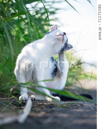 河川敷で頭を掻く猫の写真素材 [71275380] - PIXTA