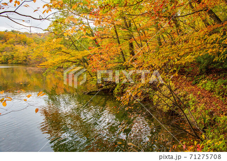 世界遺産白神山地の秋 紅葉の十二湖 王池の写真素材