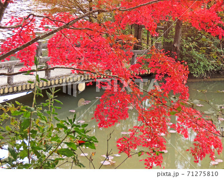 紅葉 71275810