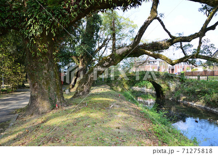 都萬神社 の境内 都萬神社 の境内 71275818