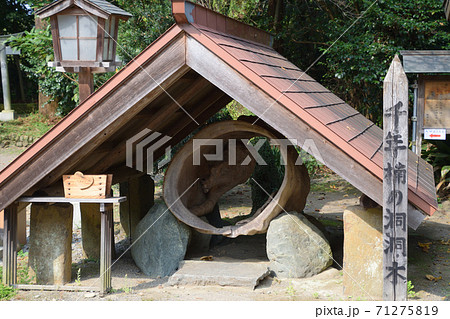 都萬神社 の千年楠の洞洞木 都萬神社 の千年楠の洞洞木 71275819