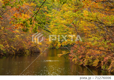 世界遺産白神山地の秋 紅葉の十二湖 王池の写真素材