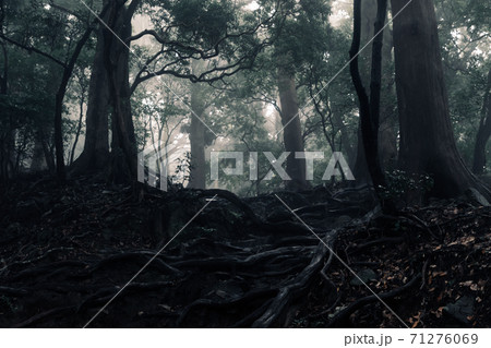 霧雨の中の森 霧雨の中の森 71276069