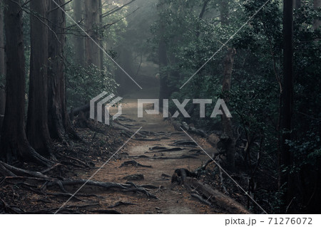 雨の中の登山道 本宮山 雨の中の登山道 本宮山 71276072