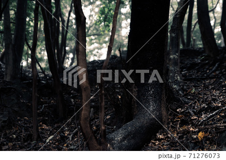 ぬめりと光る幹 71276073