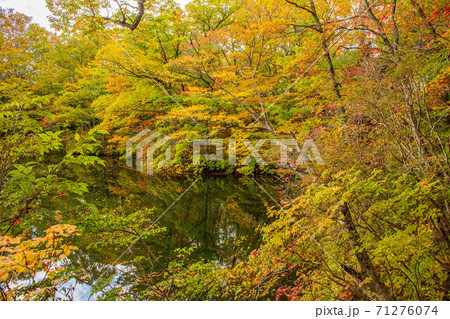 世界遺産白神山地の秋　紅葉の十二湖　王池 71276074