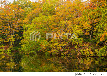 世界遺産白神山地の秋　紅葉の十二湖　王池 71276075
