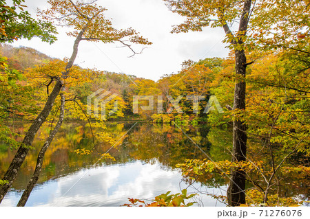 世界遺産白神山地の秋 紅葉の十二湖 王池 世界遺産白神山地の秋 紅葉の十二湖 王池 71276076