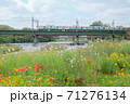 入間川橋梁を渡る西武池袋線の電車 71276134