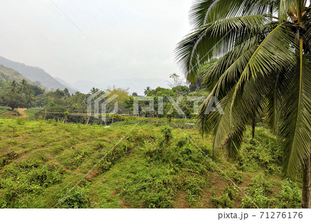 フィリピン、セブ島山岳部でのマンゴ栽培 71276176