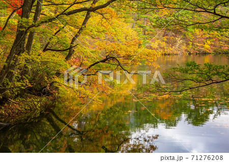 世界遺産白神山地の秋 紅葉の十二湖 王池の写真素材