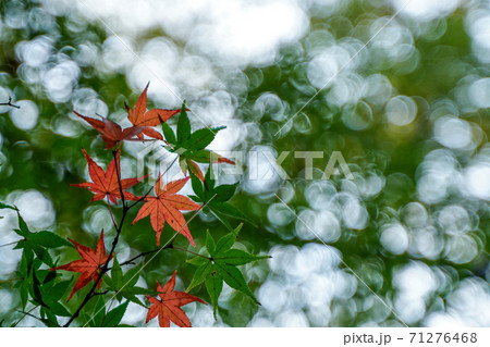 紅葉の始まり 紅葉の始まり 71276468