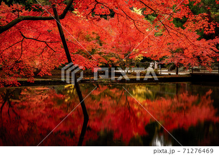 曽木公園の紅葉 曽木公園の紅葉 71276469