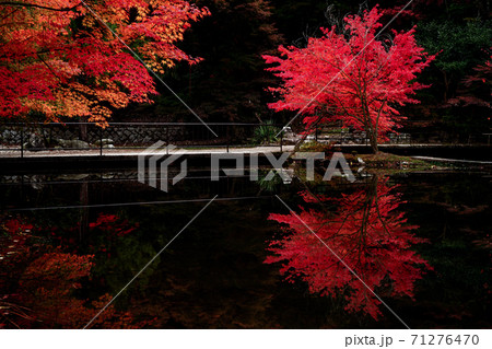 曽木公園の逆さ紅葉 曽木公園の逆さ紅葉 71276470