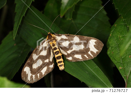 生き物　昆虫　ウメエダシャク、丸い翅に太めの胴体。開張四センチ前後。昼間にゆっくり飛びます 71276727