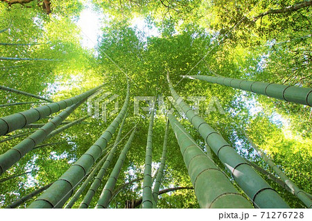 竹林を見上げる 竹林を見上げる 71276728