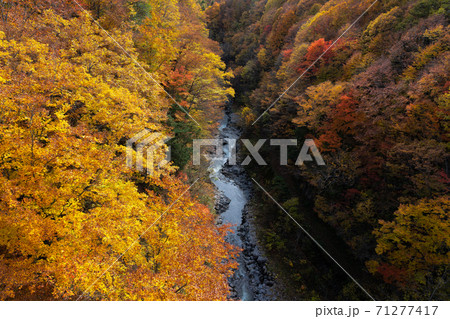 中津川渓谷　紅葉 71277417