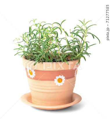 Rosemary plant in flower pot on white background Rosemary plant in flower pot on white background 71277585