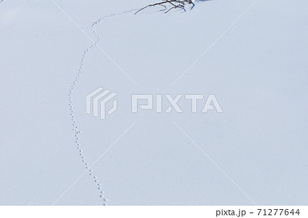 北海道の雪原に残された動物の足跡（横） 71277644