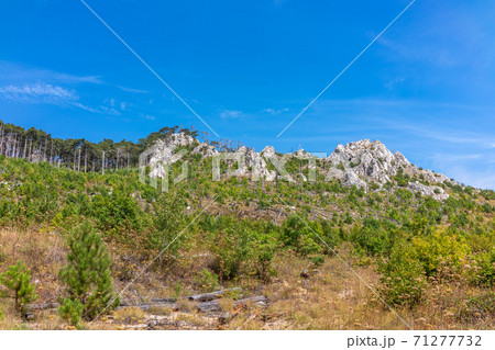 Green pines and a old dry trees on the mountainside. Green pines and a old dry trees on the mountainside. 71277732